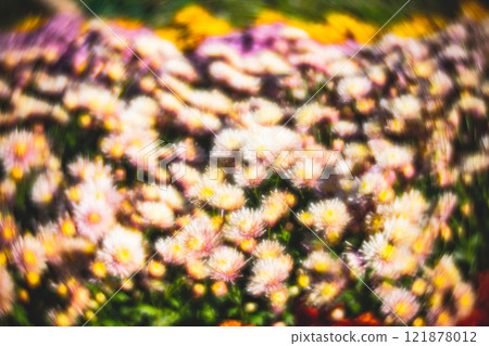菊花 菊花 121878012