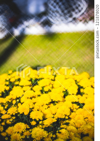 Chrysanthemum 121878020