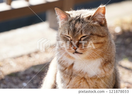 Stray cat with eyes closed 121878033
