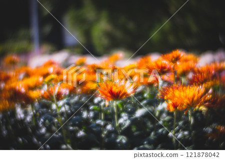 菊花 菊花 121878042