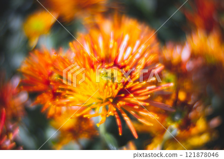 Chrysanthemum 121878046
