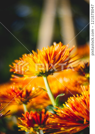 Chrysanthemum 121878047