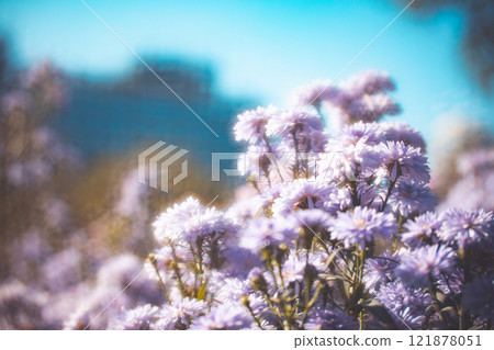 菊花 121878051