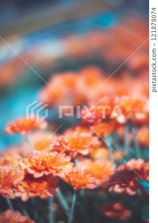 菊花 菊花 121878074