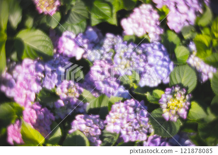 菊花 菊花 121878085