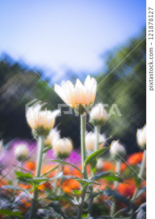 菊花 菊花 121878127