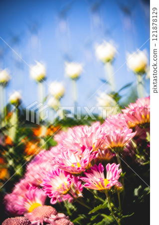 Chrysanthemum 121878129
