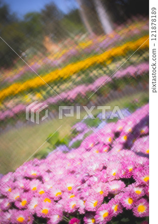 菊花 121878189