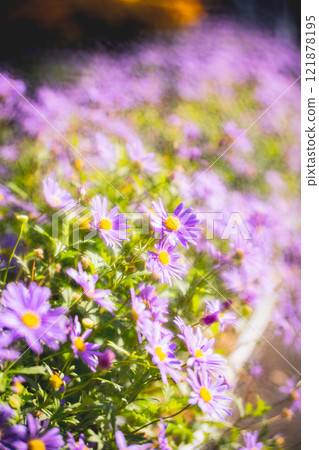 Chrysanthemum 121878195