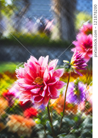 Chrysanthemum Chrysanthemum 121878200