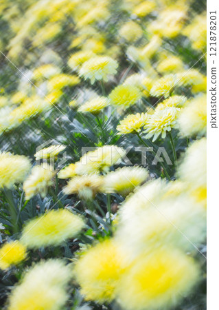菊花 121878201