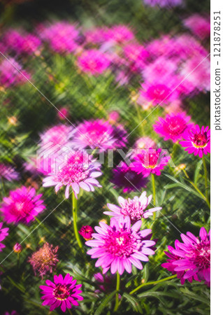 菊花 121878251