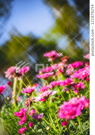 Chrysanthemum Chrysanthemum 121878254