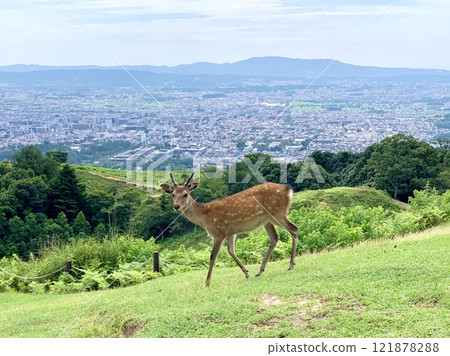 奈良若草山頂的鹿 121878288