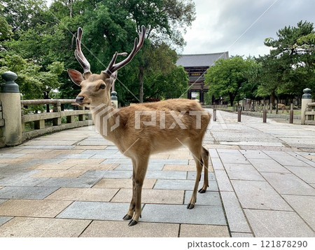 Deer in front of the South Gate of Todaiji Temple 121878290