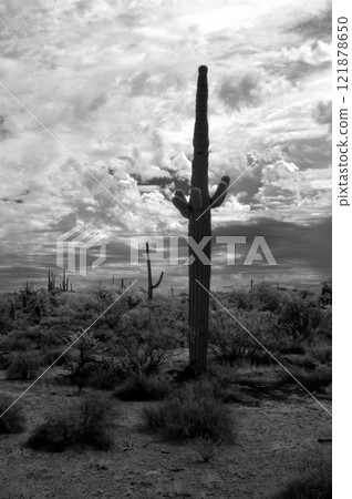 Sonora Desert Arizona in Infrared Sonora Desert Arizona in Infrared 121878650