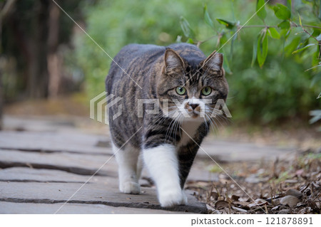 A stray cat with a round face and a brown tabby pattern walking over stepping stones in a natural park. 121878891