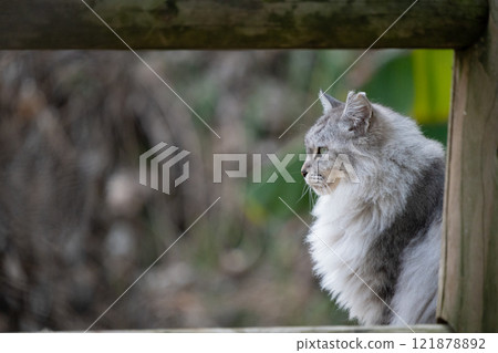 Profile of a long-haired stray cat with a brown tabby pattern standing behind a fence in a natural park Profile of a long-haired stray cat with a brown tabby pattern standing behind a fence in a natural park 121878892