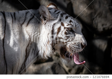 White Tiger White Tiger 121878894