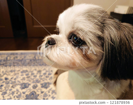 狗 121878936