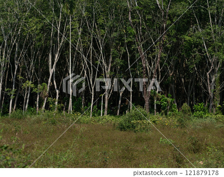 Lush green landscape with tall, slender trees in a serene forest setting 121879178
