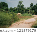 Cow grazing peacefully in lush green landscape near dirt path 121879179