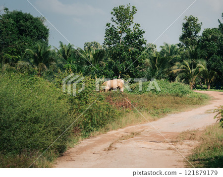 Cow grazing peacefully in lush green landscape near dirt path 121879179