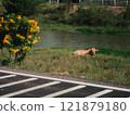 Cow resting by the riverbank amidst yellow flowers and green grass 121879180