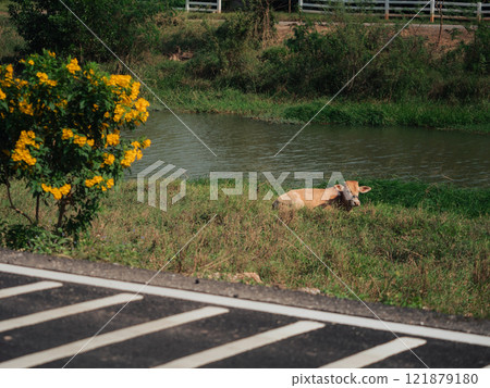 Cow resting by the riverbank amidst yellow flowers and green grass Cow resting by the riverbank amidst yellow flowers and green grass 121879180