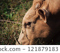 Close-up of a cow grazing peacefully in a lush green field during daylight 121879183