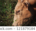 Cow grazing in a lush green field during golden hour of the afternoon 121879184