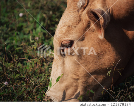 Cow grazing in a lush green field during golden hour of the afternoon Cow grazing in a lush green field during golden hour of the afternoon 121879184