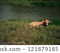 Cow rests peacefully by the riverside in lush green surroundings during a sunny day 121879185