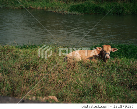 Cow rests peacefully by the riverside in lush green surroundings during a sunny day 121879185