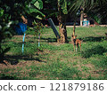 Wild fox roaming through a grassy area near tropical trees in the afternoon sun 121879186