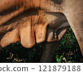 Close-up of a cow's udder in a natural green environment during daylight 121879188