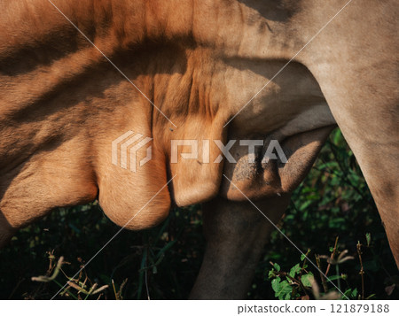 Close-up of a cow's udder in a natural green environment during daylight Close-up of a cow's udder in a natural green environment during daylight 121879188