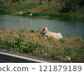 Cow resting near a serene waterway, surrounded by lush greenery in the countryside 121879189