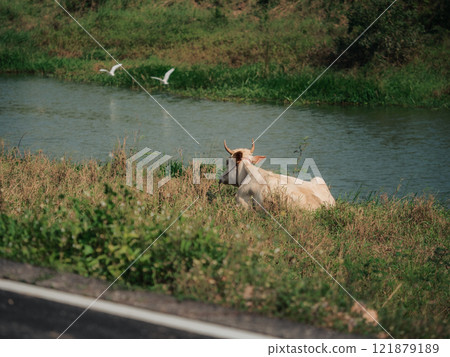 Cow resting near a serene waterway, surrounded by lush greenery in the countryside Cow resting near a serene waterway, surrounded by lush greenery in the countryside 121879189