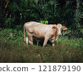 Cow grazing in a lush green field surrounded by tropical vegetation 121879190