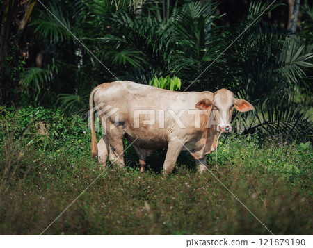 Cow grazing in a lush green field surrounded by tropical vegetation Cow grazing in a lush green field surrounded by tropical vegetation 121879190
