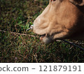 Close-up of a cow grazing peacefully in a green pasture during daylight 121879191