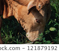 Cow grazing peacefully in a lush green pasture during midday sun 121879192