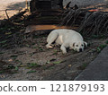 White dog resting on dry leaves beside a roadway in a quiet area 121879193