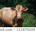 Brown cow stands in a grassy field on a sunny day near a farm 121879208