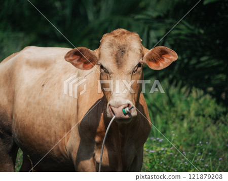 Brown cow stands in a grassy field on a sunny day near a farm 121879208