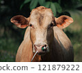 Cow standing in a lush green pasture during daylight hours in a rural setting 121879222