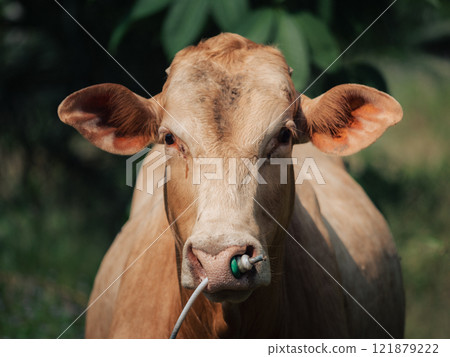 Cow standing in a lush green pasture during daylight hours in a rural setting Cow standing in a lush green pasture during daylight hours in a rural setting 121879222