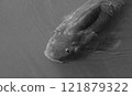 鯉魚在水面附近游泳的特寫單色臉 121879322