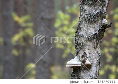 Birch tree in the autumn forest. Texture of birch bark with lichen. Close up view. Birch tree in the autumn forest. Texture of birch bark with lichen. Close up view. 121879354